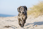 Tiger puppy