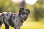 Old German Herding Shepherd Puppy
