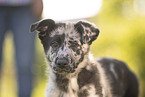 Old German Herding Shepherd Puppy