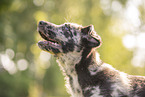 Old German Herding Shepherd Puppy