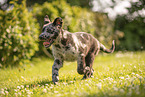 Old German Herding Shepherd Puppy