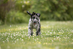 Old German Herding Shepherd Puppy