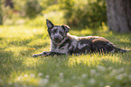 Old German Herding Shepherd Puppy