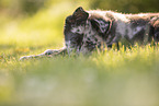 Old German Herding Shepherd Puppy