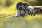 Old German Herding Shepherd Puppy