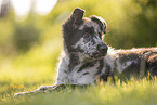 Old German Herding Shepherd Puppy