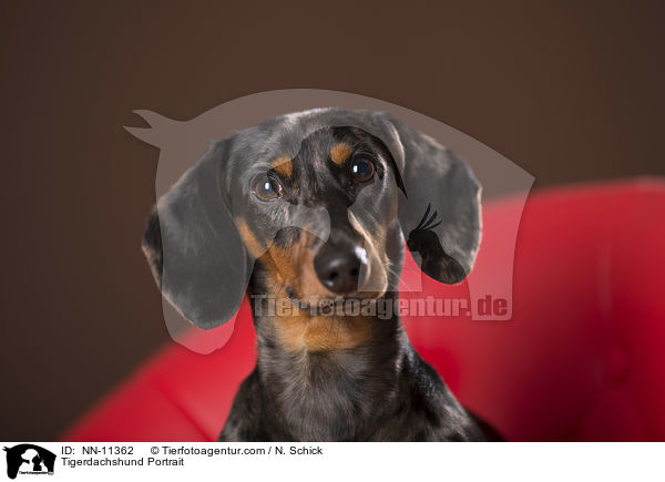 Tigerdachshund Portrait / NN-11362