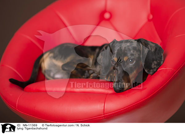 lying Tigerdachshund / NN-11369
