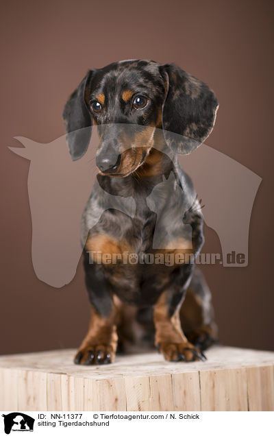 sitting Tigerdachshund / NN-11377