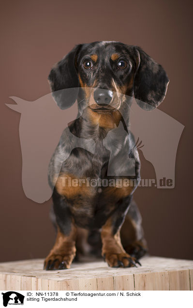 sitting Tigerdachshund / NN-11378