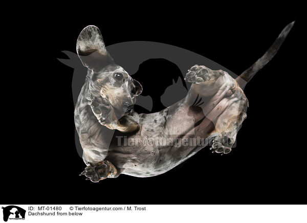Tigerdackel von unten / Dachshund from below / MT-01480