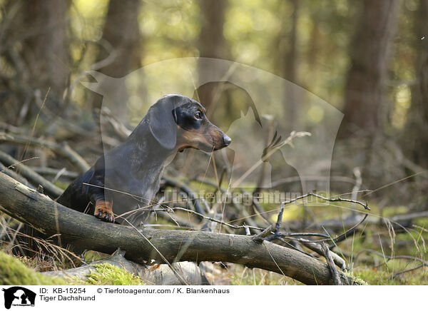 Tiger Dachshund / KB-15254
