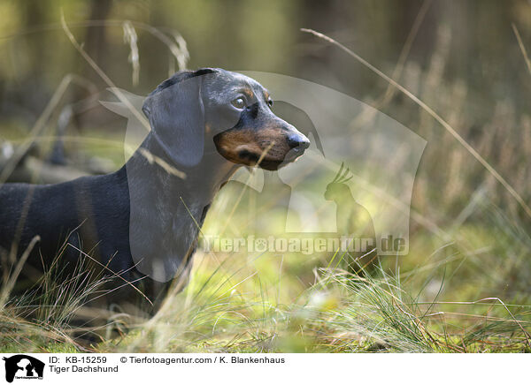 Tiger Dachshund / KB-15259