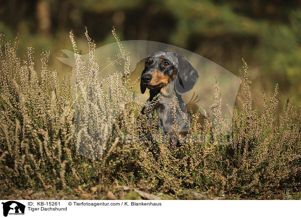 Tiger Dachshund / KB-15261