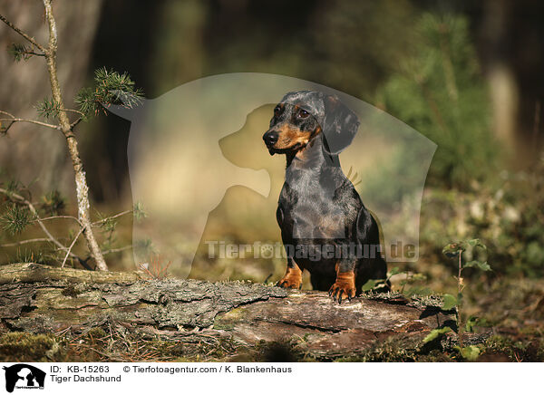 Tiger Dachshund / KB-15263