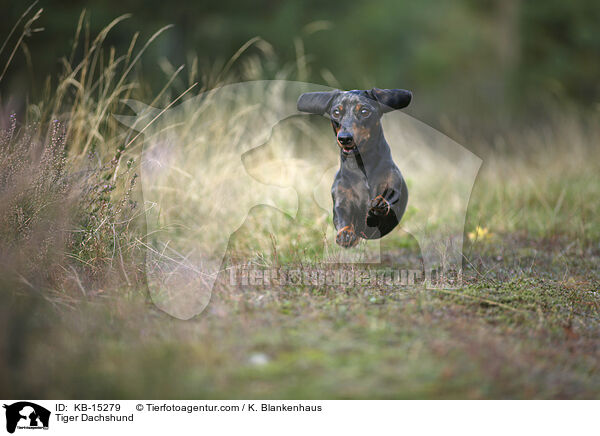 Tiger Dachshund / KB-15279