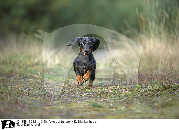 Tiger Dachshund / KB-15282