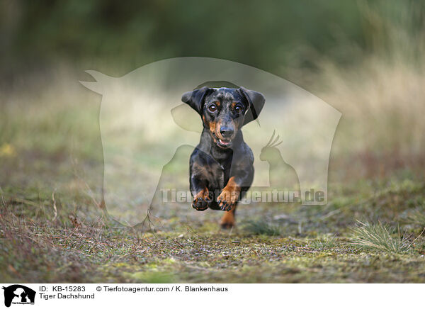 Tiger Dachshund / KB-15283
