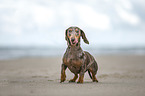 Dachshund at the beach