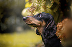 dachshund in the garden