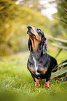 dachshund in the garden