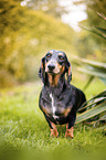 dachshund in the garden