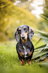 dachshund in the garden