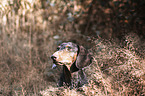 Tiger Dachshund portrait
