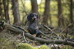 Tiger Dachshund
