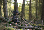 Tiger Dachshund