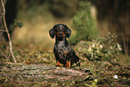 Tiger Dachshund