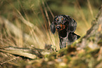 Tiger Dachshund