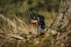 Tiger Dachshund