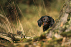 Tiger Dachshund