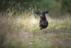Tiger Dachshund