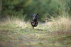 Tiger Dachshund