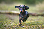 Tiger Dachshund