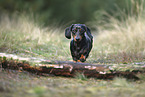 Tiger Dachshund