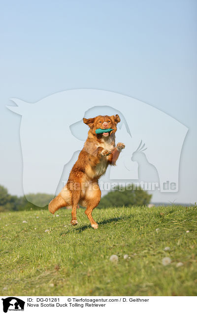 Nova Scotia Duck Tolling Retriever / Nova Scotia Duck Tolling Retriever / DG-01281