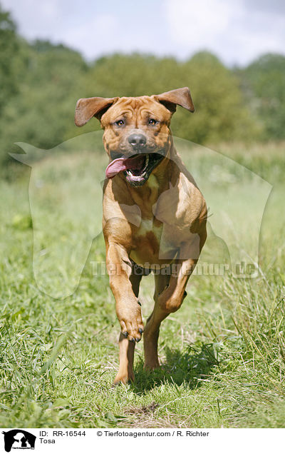 Tosa Inu Rde / Tosa / RR-16544
