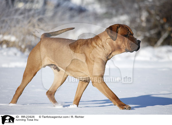 running Tosa Inu / RR-23926