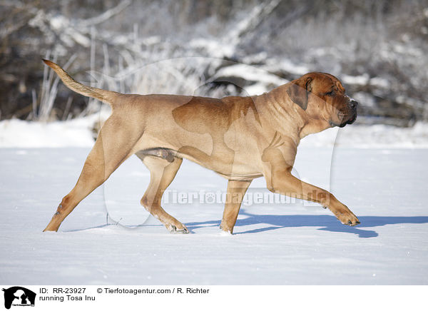 running Tosa Inu / RR-23927