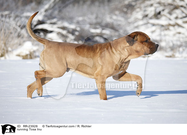 running Tosa Inu / RR-23928