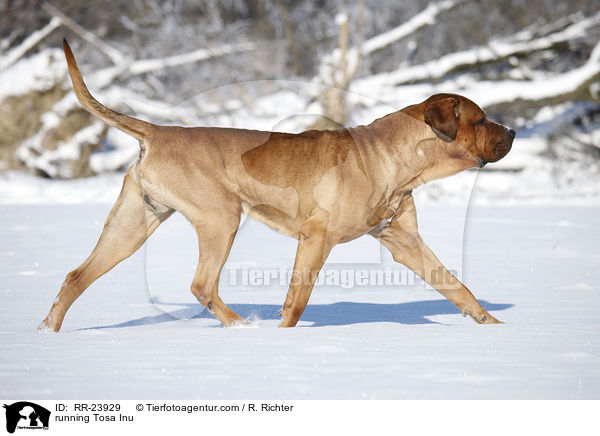 running Tosa Inu / RR-23929