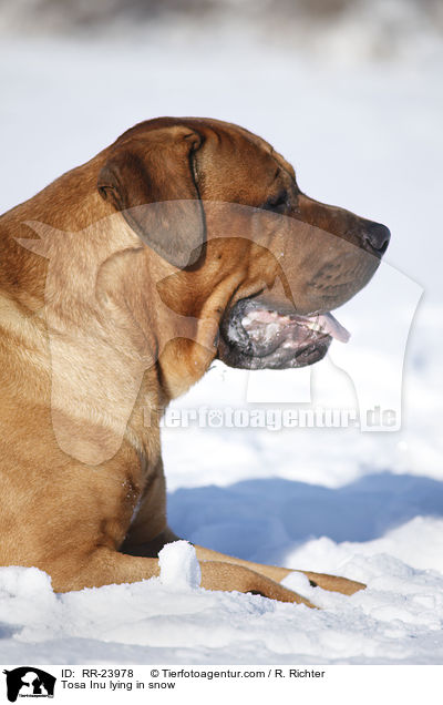 Tosa Inu lying in snow / RR-23978