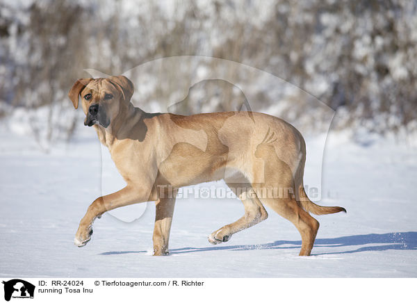running Tosa Inu / RR-24024
