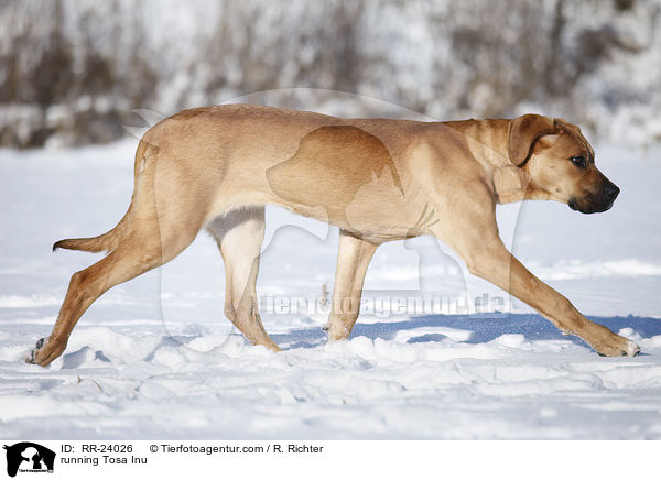 running Tosa Inu / RR-24026