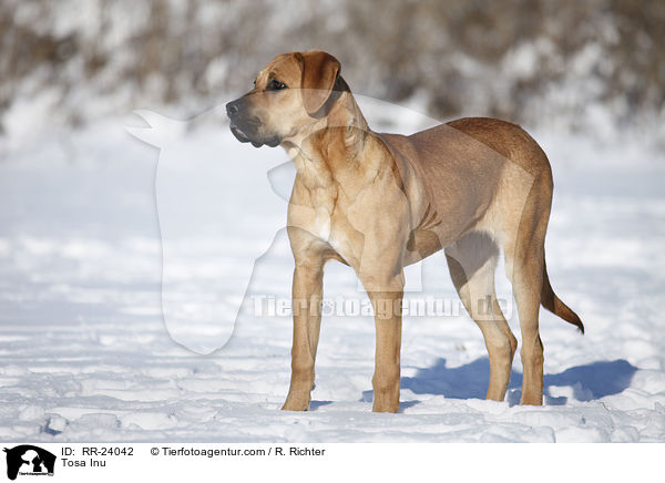 Tosa Inu / Tosa Inu / RR-24042