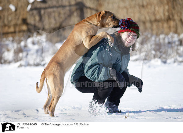 Tosa Inu springt Menschen an / Tosa Inu / RR-24045