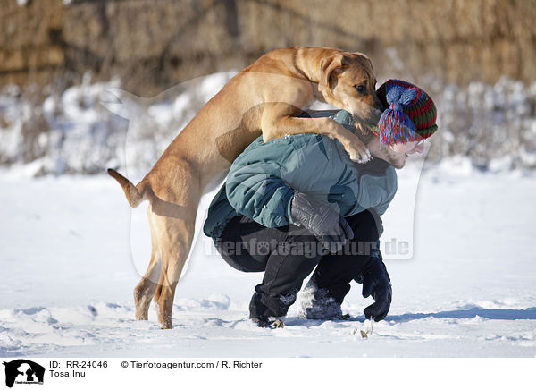 Tosa Inu springt Menschen an / Tosa Inu / RR-24046